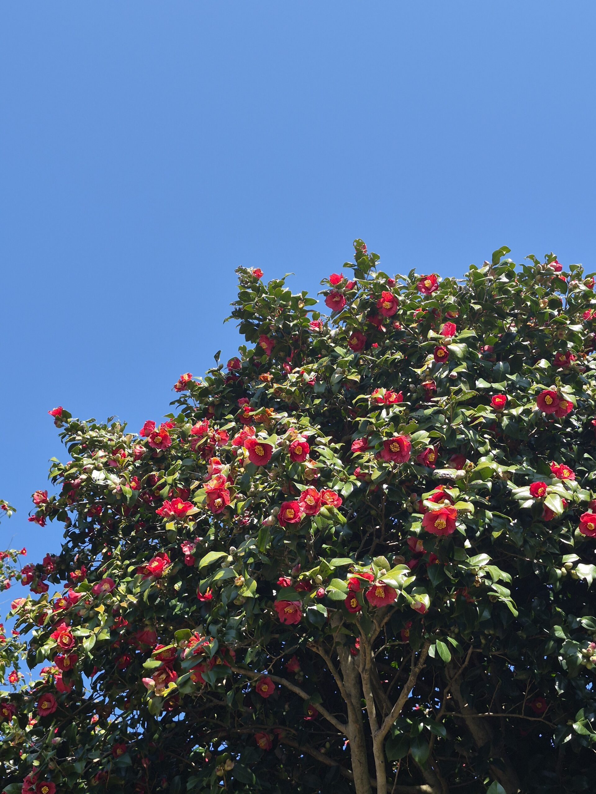 제주 올레길 5코스 여자 혼자 걸어본 후기(소요시/난이도/대중교통이용)